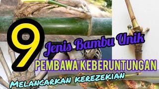 9 jenis bambu unik ini bisa membawa keberuntungan serta melancarkan datangnya rezeki