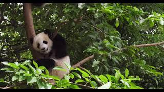 Panda © Pond5  BoBoPhoto  WWF