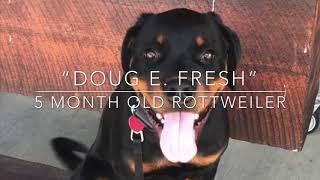 5 Month Old Rottweiler - “Doug E. Fresh” - 2 Week Board & Train- OLK9 Lexington