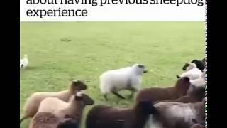 When you lied on your resume about having previous sheepdog experience