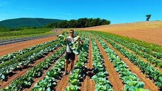 Pennsylvania Fruit And Vegetable Harvest