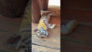 WOW!!! adorable baby #tigercub #tiger #kitten #foryou #fpy #cute #kitty  #zoo #adorable