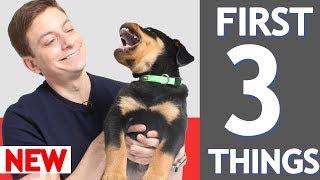 3 MORE Things To Teach Your New Puppy!