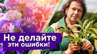 ПИОНЫ И ИРИСЫ ОТЦВЕЛИ: ЧТО ДЕЛАТЬ ДАЛЬШЕ? Обрезка, подкормка и подготовка к зиме