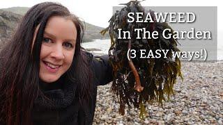 How to use Seaweed in the Garden | 3 Ways to make Kelp Fertiliser (Fertilizer) for your Vegetable