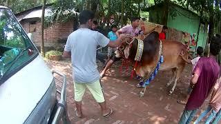 কোরবানির গরু -২০২৪।