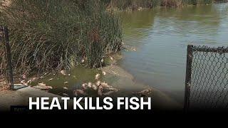Extreme heat kills thousands of fish in Bay Area lake | KTVU