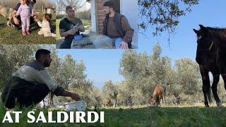 SAHİPSİZ AT YAKALAYIM DERKEN AT SALDIRDI HEDİYE GÜVERCİNLER GELDİ