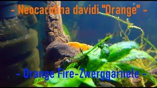 Aquariumbewohner im Porträt: Orange Fire Zwerggarnele -Neocaridina davidi Orange- |FISCHMEDIA|