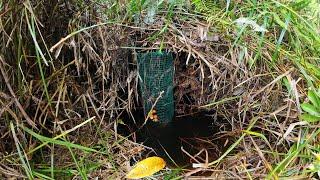 BERBURU LELE LEMBAT; IKAN ENDEMIK RAWA GAMBUT KALIMANTAN