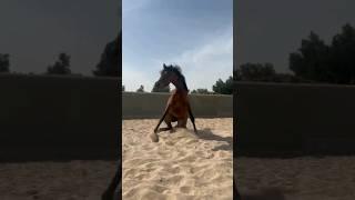 horse shorts video 102