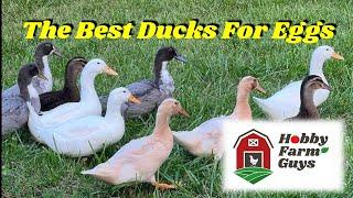 8 Great Egg Laying Duck Breeds!