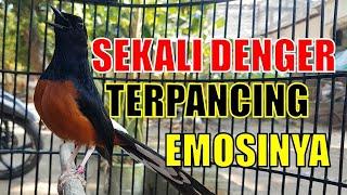 Pancingan PAGI HARI 98% AMPUHf bikin GACORDOR dengan suara Murai Batu isian kenari, cililin,lovebird