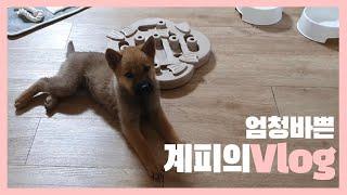 24시간이 모자른 계피의 Vlog | 진돗개계피 | Korean Jindo Dog