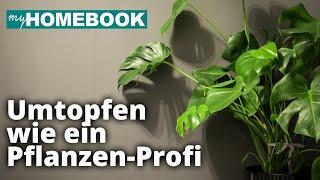 Monstera richtig umtopfen | mySKILLS | myHOMEBOOK