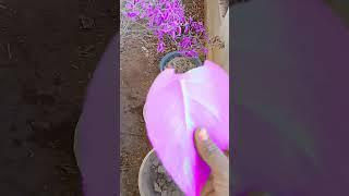 Purple land#video #viralshort #purple#short#farming @dishu_gurjar_0079