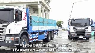 鯛魚躍龍門－口湖漁生產合作社