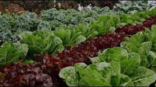 Arctic Farms Hydroponic Vegetable Production