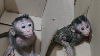 Adoption of dirty and smelly baby monkeys from the animal market, welcome new baby monkeys