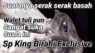 Sp King Birahi Exclusive.  suara panggil walet birahi jernih + piyyik Akau 30% , piyyiik asli 20%