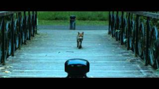 Urban Fox - Russia Dock Woodland