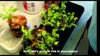 Growth Cycle of the Venus Flytrap