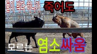 서울촌놈의 염소농장 24시 - 염소싸움(goat fight) 뿔박기