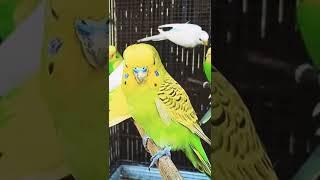 Nah Kalau Ini Burung Apa Cobaaaa???