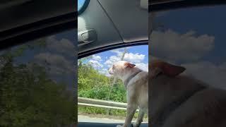Suzy’s Sky #music #love #song #coversong #singersongwriter #puppy #lifeisbutadream #musicgenre #dog