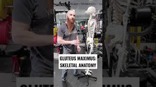 SKELETAL ANATOMY OF THE GLUTEUS MAXIMUS MUSCLE!!! #Shorts