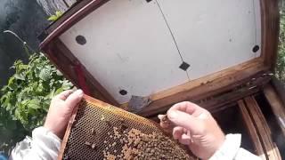 Куда поставить маточник в слабом отводке. Отводок на маточнике