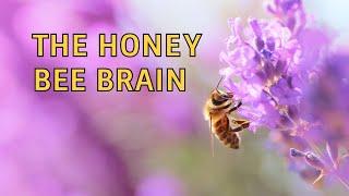 The Honey Bee Brain | Dr. Andrew Barron | Stories of Impact