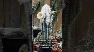 Pilosocereus Palmeri Cacti: The Unusual And Beautiful Desert Treasure #shorts #rarecactus #cactus