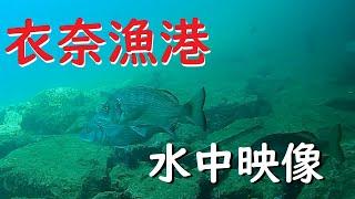 【釣り】多くのチヌや魚、高級魚まで！和歌山で人気　衣奈漁港の水中映像