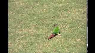 Oscar Wild Green Cheek Conure Free Flight At Georgia Tech