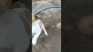 cute baby dog, Indian puppy dog #shorts #dog