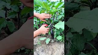 Pruning eggplant side shoots: Improves airflow, nutrient focus, and boosts yield and fruit quality