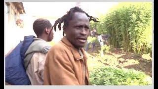 BANGI LAZIMA TUTAPANDA!HILARIOUS MAN SHOCKS AS POLICE AS HE VOWS TO CONTINUE PLANTING BHANG IN NAKS!