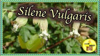 SILENE, Planta comestible, # 38