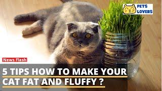 5 Tips How to Make Your Cat Fat and Fluffy ?