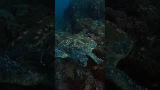 A day in the life of a sea turtle 