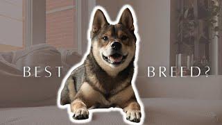 WHY are SHIBA INUs special?  truth from a first-time dog owner