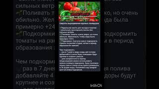 как добиться высокого урожая томатов?