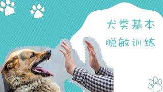 犬类基本脱敏训练，让狗狗不再一惊一咋