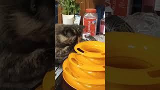 Persian Cat Entertainment #Aditya Dog Point #Ghazipur- Up... Subscribe My Channel