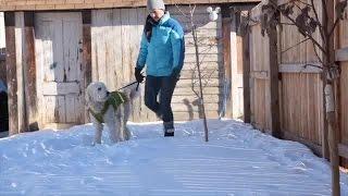 Why Don't My Dog's Paws Freeze in the Ice and Snow?