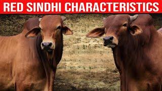  [ DAIRY COWS ] RED SINDHI Characteristics  Biggest Bulls And Cow