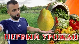 #ДАЧА 9 | Мы купили дачу! №9. Первый дачный урожай #урожай #семья