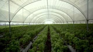 Sunfest Organic Herb Farm