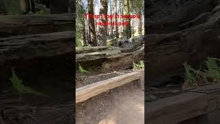 Tharp’s log in sequence national park #shorts #beautiful